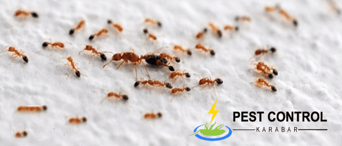 Ant Control Karabar